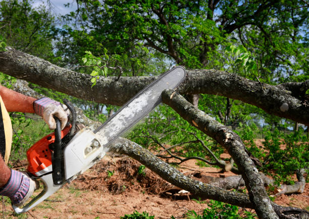 Best Tree Preservation Services  in Blplay, AL